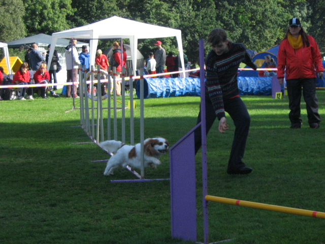 MČR v agility IV.