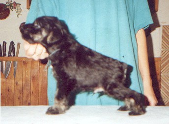 Sourozenci V.