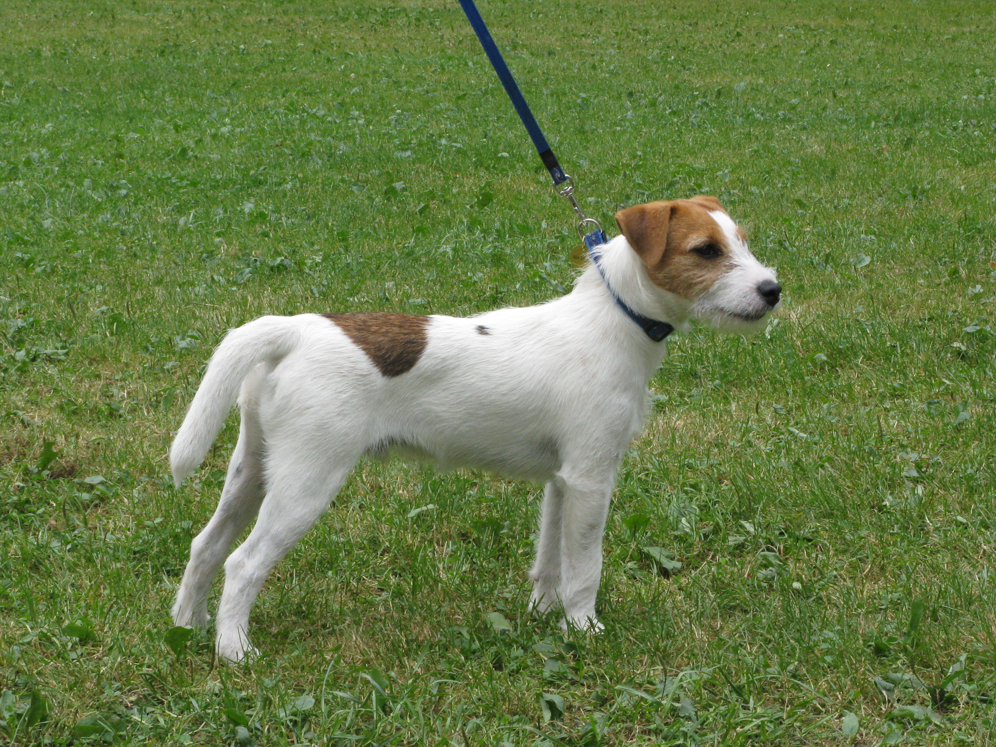 Agility soustředění VIII.